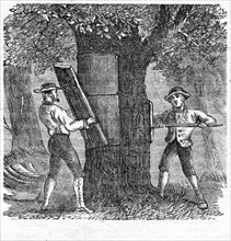 Harvesting Cork, pub. 1885 (engraving), 1885. Creator: French School (19th Century).