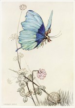 The Butterfly Took Wing, and Mounted Into the Air with little Tom on his Back, from The Fairy Book,1 Creator: Warwick Goble (1862 - 1943).