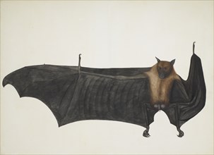 Indian Flying Fox also known as Great Indian Fruit Bat; Pteropus Giganteus, c1800. Creator: Indian School (18th Century).
