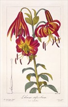 American Turkscap Lily, pub. 1836. Creator: Panacre Bessa (1772-1846).