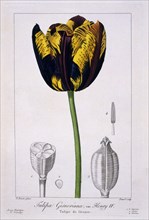 Tulip: King Henry IV.,  pub. 1836. Creator: Panacre Bessa (1772-1846).