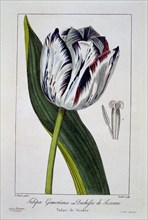 Tulip: Duchess of Tuscany,  pub. 1836. Creator: Panacre Bessa (1772-1846).