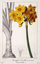 Narcissus Tazetta, pub. 1836. Creator: Panacre Bessa (1772-1846).