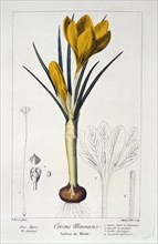 Crocus Maesiacus,  1836. Creator: Panacre Bessa (1772-1846).