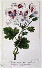 Pelargonium Macranthon, pub. 1836. Creator: Panacre Bessa (1772-1846).