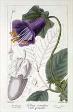 Cobaea scandens, pub. 1836. Creator: Panacre Bessa (1772-1846).