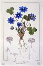 Hepatica nobilis, pub. 1836. Creator: Panacre Bessa (1772-1846).
