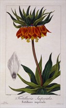 Fritillaria imperialis, pub. 1836. Creator: Panacre Bessa (1772-1846).