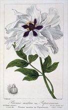 Peaeonia Suffruticosa,  pub. 1836. Creator: Panacre Bessa (1772-1846).