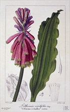 Veltheimia viridifolia, pub. 1836. Creator: Panacre Bessa (1772-1846).