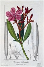 Nerium Oleander, pub. 1836. Creator: Panacre Bessa (1772-1846).