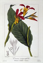Canna or Indian Shot Flower, pub. 1836. Creator: Panacre Bessa (1772-1846).