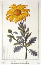 Calendula officinalis (Pot Marigold), pub. 1836. Creator: Panacre Bessa (1772-1846).