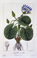 Nymphaea caerulea, pub. 1836. Creator: Panacre Bessa (1772-1846).