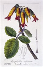 Bryophyllum calycinum, pub. 1836. Creator: Panacre Bessa (1772-1846).