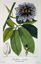 Passiflora pedata or Passion Flower, pub. 1836. Creator: Panacre Bessa (1772-1846).