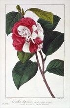 Camellia Japonica,  pub. 1836. Creator: Panacre Bessa (1772-1846).