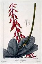 Aloe lingua, pub. 1836. Creator: Panacre Bessa (1772-1846).