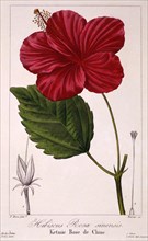 Hibiscus: H. rosa-sinensis,  pub. 1836. Creator: Panacre Bessa (1772-1846).