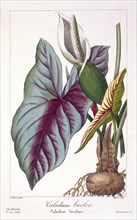 Caladium bicolor,  pub. 1836. Creator: Panacre Bessa (1772-1846).