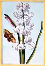 Hyacinth, pub. 1776. Creator: Pierre Joseph Buchoz (1731-1807).