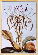 Sea Daffodil,  pub. 1776. Creator: Pierre Joseph Buchoz (1731-1807).