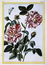 The Variegated Rose of England; pub. 1776. Creator: Pierre Joseph Buchoz (1731-1807).