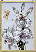 The Great White Lily, pub. 1776. Creator: Pierre Joseph Buchoz (1731-1807).