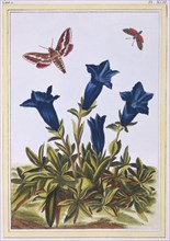 Blue Gentian (Trumpet Flower),  pub. 1776. Creator: Pierre Joseph Buchoz (1731-1807).