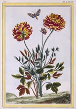 A variety of double flowered yellow poppy, pub. 1776. Creator: Pierre Joseph Buchoz (1731-1807).