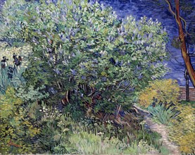 'Lilac Bush', 1889.  Artist: Vincent van Gogh