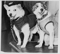 Belka and Strelka, Russian cosmonaut dogs, 1960. Artist: Unknown