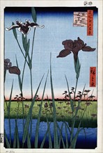 Irises at Horikiri (One Hundred Famous Views of Edo), 1856-1858. Creator: Hiroshige, Utagawa (1797-1858).