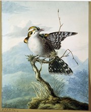 'A Little Bird', 1798. Artist: Georgius Jacobus Johannes van Os