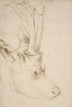 Head of a Roebuck, 1503. Artist: Dürer, Albrecht (1471-1528)