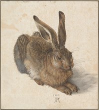 Hare, 1502. Artist: Dürer, Albrecht (1471-1528)