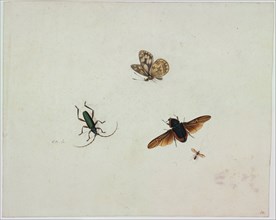 Four insects, End of 17th cen.. Artist: Bronkhorst, Johannes (1648-1727)