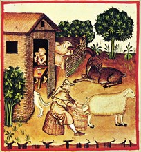 The production of cheese. A miniature from Tacuinum Sanitatis, Second Half of 14th cen.. Artist: Anonymous
