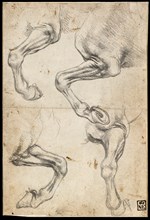 Studies of Horse's Leg. Artist: Leonardo da Vinci (1452-1519)