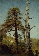 Study of Trees. Artist: Cappelen, August (1827-1852)