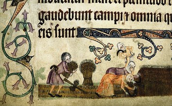Reaping and binding sheaves (From the Luttrell Psalter), ca 1330. Artist: Anonymous