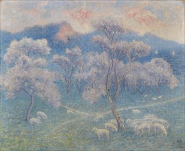 Sheeps and almond blossoms.