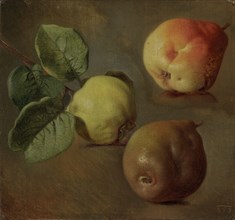 Quince, 1853.