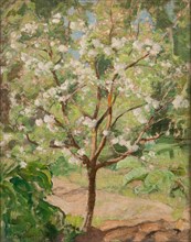 Blooming apple tree, 1924.