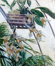 Orchids, 1893.