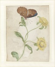 Butterfly on the bud of a plant with yellow flowers, 1695.