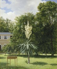 Yucca Gloriosa in the Park at Neuilly, 1845.