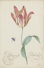 Study of a tulip (Admiral Pottebacker) and a fly, 1620-1629.