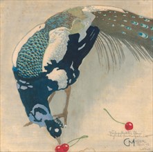 White-Spotted Peacock, 1906.