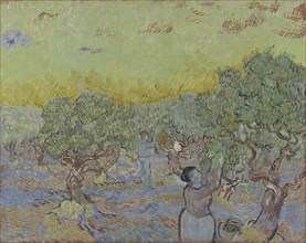 Olive grove with two olive pickers, 1889.